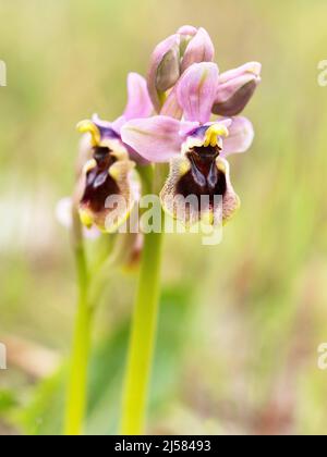 Spinnenragwurz (Ophrys aranifera) im Bluetenstand, Extremadura Spanien Banque D'Images