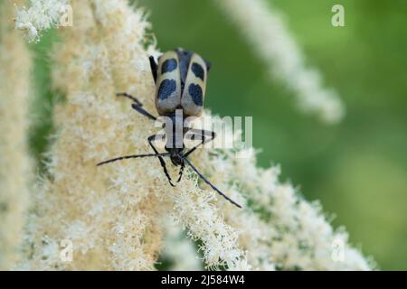 Gelber Vierfleckbock (Pachyta quadrimaculata), sitzt aufÂ Wald-Geissbart (Aruncus dioicus) und sucht Nahrung, Allgaeu, Bayern Banque D'Images