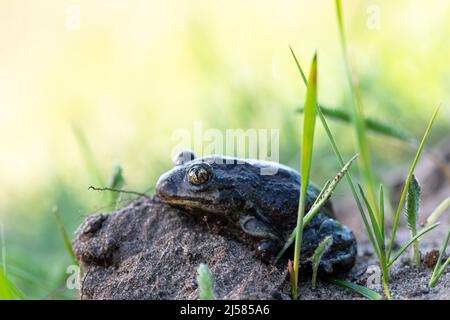 Knoblauchkroete (Pelobates fuscus), sitezt auf Sandboden am Rand des Laichgewaessers, Nordrhein-Westfalen, Allemagne Banque D'Images