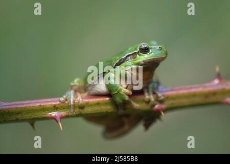 Europaeischer Laubfrosch (Hyla arborea), sitzt auf Brombeere, Velbert, Nordrhein-Westfalen, Allemagne Banque D'Images