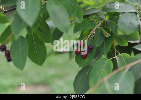 Le Juneberry (Amelanchier lamarckii) porte des fruits pourpres foncé en juillet Banque D'Images