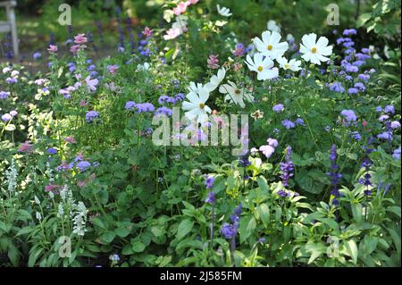 La cosmétique blanche (Cosmos bipinnatus), la sauge à mealycup (Salvia farinacea) et l'ageratum bleu fleurissent dans un jardin en juillet Banque D'Images