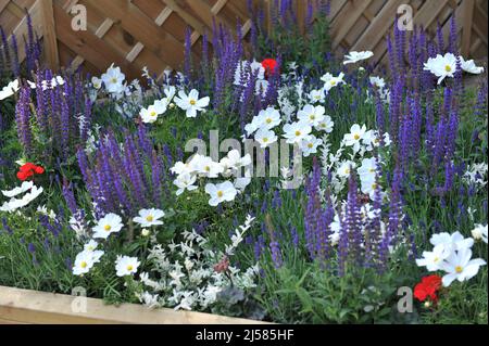 Cosmétique blanche (Cosmos bipinnatus) et sauge boisée bleue (Salvia nemorosa) Caradonna fleurissent en bordure de fleur lors d'une exposition en mai Banque D'Images