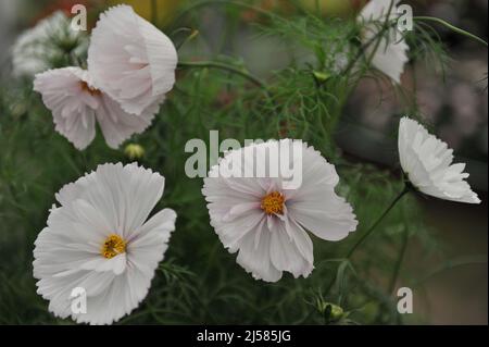 Cosmétique blanche semi-double (Cosmos bipinnatus) Cupcakes la blush fleurit lors d'une exposition en mai Banque D'Images