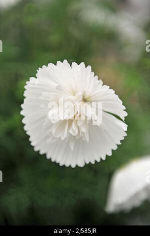 Cosmétique blanche semi-double (Cosmos bipinnatus) Cupcakes la blush fleurit lors d'une exposition en mai Banque D'Images