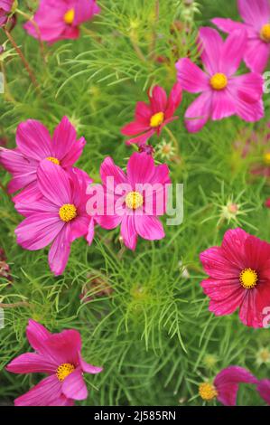 La cosmétique rose (Cosmos bipinnatus) Sonata Carmine fleurit dans un jardin en août Banque D'Images