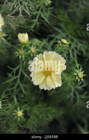 Cosmos jaune pâle (Cosmos bipinnatus) Xanthos fleurit lors d'une exposition en mai Banque D'Images