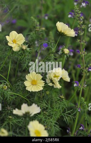 Cosmos jaune pâle (Cosmos bipinnatus) Xanthos fleurit lors d'une exposition en mai Banque D'Images