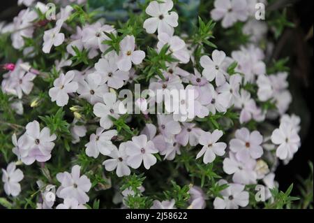 Phlox touffeté rose clair (Phlox douglasii) rosea fleurit dans un jardin en mai Banque D'Images