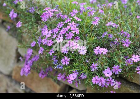 Le phlox de la mousse violet-violet (Phlox subulata) la beauté pourpre fleurit dans un jardin en mai Banque D'Images