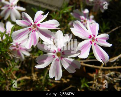 Blanc avec des bandes roses mousse phlox (Phlox susubulata) Tamanonagalei (Mikado) fleurissent dans un jardin en mai Banque D'Images