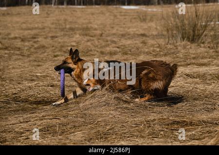 Le berger allemand avec un jouet rond dans les dents court autour du champ avec de l'herbe sèche et le chiot australien rattrape et essaie de rattraper lui aussi. Deux chiens heureux sur wa Banque D'Images