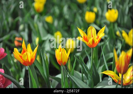 Tulipes rouges et jaunes à fleurs de nénuphars (Tulipa) les ailes de feu fleurissent dans un jardin en mars Banque D'Images