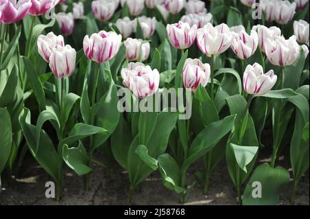 Tulipes roses et blanches (Tulipa) drapeau flamboyant fleurissent dans un jardin en mars Banque D'Images