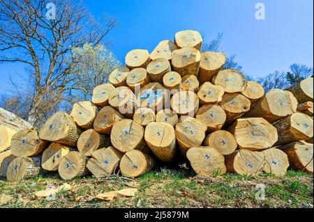 Pieu de bois, troncs d'arbres marqués en bleu, frêne et hêtre, Kreuztal, Allgaeu, Bavière, Allemagne Banque D'Images