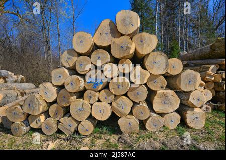 Pieu de bois, troncs d'arbres marqués en bleu, frêne et hêtre, Kreuztal, Allgaeu, Bavière, Allemagne Banque D'Images