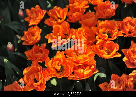 Fleurs de pivoine d'orange Double tulipes tardives (Tulipa) Gaston fleurissent dans un jardin en mars Banque D'Images