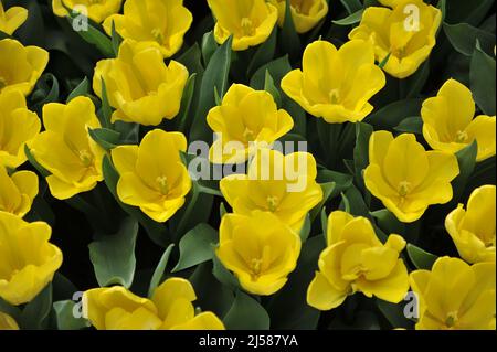 Tulipes de Triumph jaune (Tulipa) Moisson la Lune fleurissent dans un jardin en mars Banque D'Images