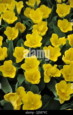 Tulipes de Triumph jaune (Tulipa) Moisson la Lune fleurissent dans un jardin en mars Banque D'Images