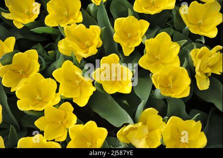 Tulipes de Triumph jaune (Tulipa) Moisson la Lune fleurissent dans un jardin en mars Banque D'Images