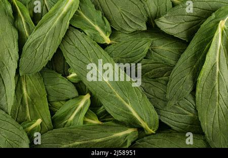 Vue de dessus macro photo vert feuilles de menthe. Banque D'Images