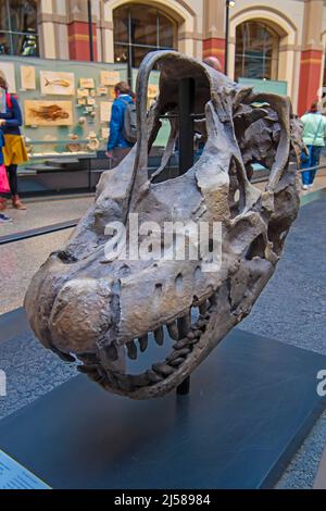 Schaedel eines Brachiosaurier (Brachiosaurus Brancai), Naturkundemuseum, Museum fuer Naturkunde, Berlin, Allemagne Banque D'Images