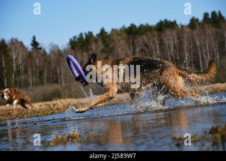 Belle phase de mouvement du chien actif et énergique. Le Berger allemand traverse une flaque avec un anneau de jouet dans les dents et les éclaboussures volent dans différentes directions Banque D'Images