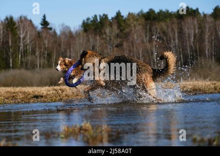Belle phase de mouvement du chien actif et énergique. Le Berger allemand traverse une flaque avec un anneau de jouet dans les dents et les éclaboussures volent dans différentes directions Banque D'Images