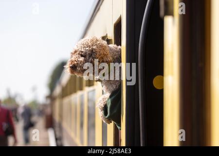 Kidderminster, Worcs, Royaume-Uni. 21st avril 2022. Un chien regarde par une fenêtre de train sur la plate-forme de la gare de Kidderminster le premier jour du gala de la vapeur printanière du Severn Valley Railway. Le SVR est l'un des nombreux chemins de fer patrimoniaux en Grande-Bretagne qui risquent de connaître des pénuries importantes de charbon. Les chemins de fer du patrimoine britannique utilisent actuellement environ 26 000 tonnes de charbon chaque année. Crédit : Peter Lophan/Alay Live News Banque D'Images