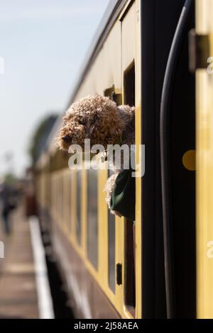 Kidderminster, Worcs, Royaume-Uni. 21st avril 2022. Un chien regarde par une fenêtre de train sur la plate-forme de la gare de Kidderminster le premier jour du gala de la vapeur printanière du Severn Valley Railway. Le SVR est l'un des nombreux chemins de fer patrimoniaux en Grande-Bretagne qui risquent de connaître des pénuries importantes de charbon. Les chemins de fer du patrimoine britannique utilisent actuellement environ 26 000 tonnes de charbon chaque année. Crédit : Peter Lophan/Alay Live News Banque D'Images