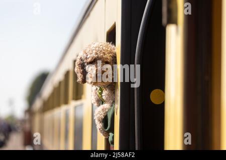 Kidderminster, Worcs, Royaume-Uni. 21st avril 2022. Un chien regarde par une fenêtre de train sur la plate-forme de la gare de Kidderminster le premier jour du gala de la vapeur printanière du Severn Valley Railway. Le SVR est l'un des nombreux chemins de fer patrimoniaux en Grande-Bretagne qui risquent de connaître des pénuries importantes de charbon. Les chemins de fer du patrimoine britannique utilisent actuellement environ 26 000 tonnes de charbon chaque année. Crédit : Peter Lophan/Alay Live News Banque D'Images