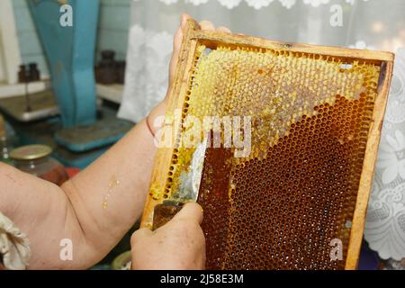 Apiculteur extraction du miel frais d'un nid d'abeille avec un couteau. Banque D'Images