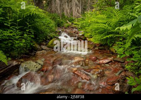 Faible angle de ruisseau peu profond entouré par des Fougères vertes lumineuses dans le parc national des Glaciers Banque D'Images