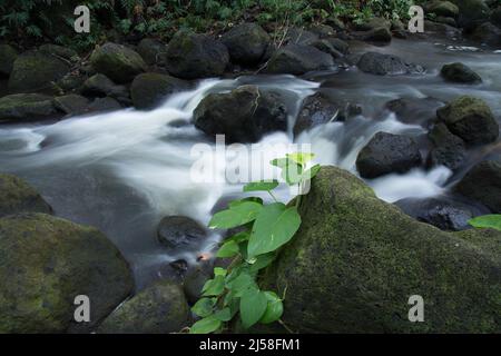 Le ruisseau de Limahuli coule des montagnes au-dessus de Hanalei et dans l'océan Pacifique sur la rive nord de l'île de Kauai, Hawaï. Une fermeture lente Banque D'Images