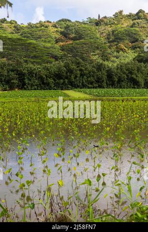 Un champ inondé de plantes de Taro, Colocasia esculenta, croissant sur l'île du Pacifique de Kauai, Hawaï. Un hawaïen Gallinule est dans le centre du fiel Banque D'Images