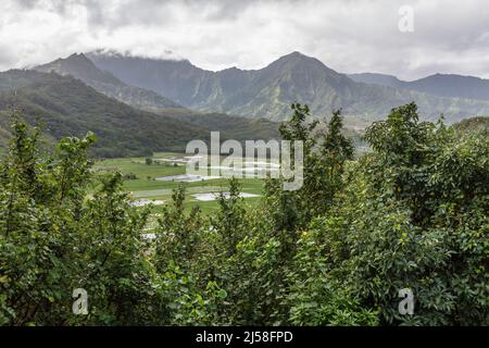 Vue sur la vallée de Hanalei et les champs de taro cultivés et inondés depuis un belvédère près de Princeville, Kauai, Hawaii. En arrière-plan se trouvent trois pics Banque D'Images