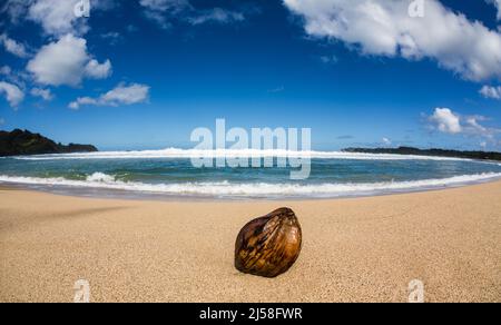 Une noix de coco sur Hanalei Beach sur l'île de Kauai, Hawaï, États-Unis. Photographié avec un objectif fisheye qui crée une image déformée. Banque D'Images