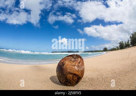 Une noix de coco sur Hanalei Beach sur l'île de Kauai, Hawaï, États-Unis. Photographié avec un objectif fisheye qui crée une image déformée. Banque D'Images