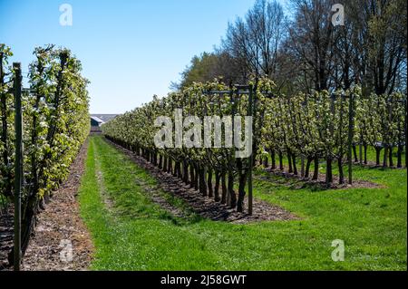 Fleur blanche printanière de poire, vergers de fruits à Betuwe, pays-Bas par beau temps Banque D'Images