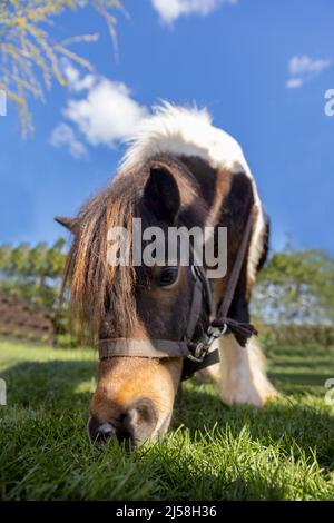 Portrait d'un poney vu d'en dessous mangeant de l'herbe avec fond de verdure. Banque D'Images