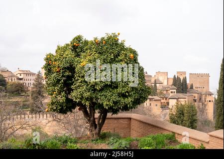 Vue sur l'orangier vert avec des agrumes mûrs et la forteresse médiévale Alhambra à Grenade, Andalousie, Espagne au printemps Banque D'Images
