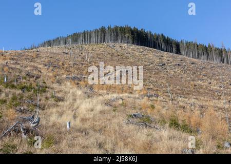 Des pins séchés et des arbres abattus dans Vysoké Tatry, dans les montagnes du Haut Tatra - la chaîne de montagnes et le parc national en Slovaquie Banque D'Images