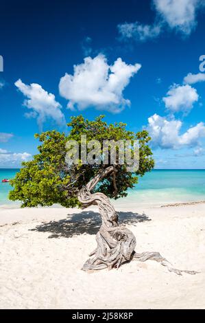 Arbre de fofofofofoti typique à Eagle Beach à Aruba, Antilles néerlandaises Banque D'Images