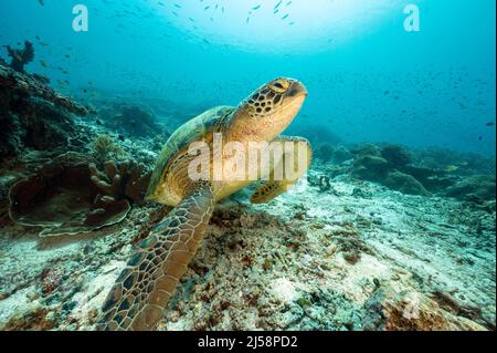La tortue verte, Chelonia mydas, Raja Ampat en Indonésie. Banque D'Images