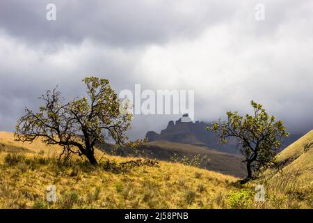 Deux buissons protea, dans les montagnes du Drakensberg, contre une tempête sombre qui s'est abattue autour des sommets en arrière-plan Banque D'Images