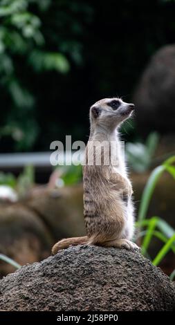 Meerkat au zoo de Singapour Banque D'Images