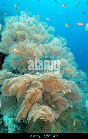 Seafan, Melithaea sp., Raja Ampat Indonésie. Banque D'Images