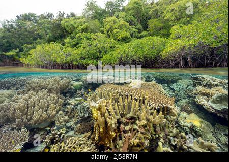 Forêt de mangroves et récifs de corail en coupe, Gam Island Raja Ampat Indnonesia. Banque D'Images