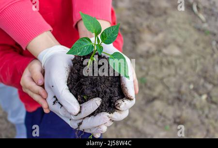 Les mains des femmes et des enfants tiennent la plante paprika avec la terre. Semis de début de printemps. Mise au point sélective Banque D'Images