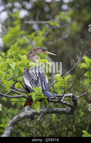 Portrait d'Anhinga féminin Banque D'Images